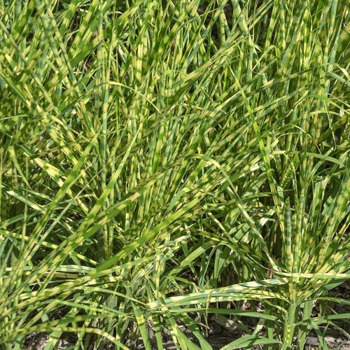 Chinaschilf Zebrinus - Zebraschilf - Winterharte Ziergräser für Garten und Beet Mehrjährig