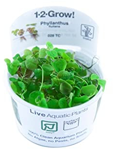 Aquarium Fan Phyllanthus fluitans Floatteur à racines rouges in vitro pour aquarium Blanc Rouge