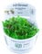 Phyllanthus fluitans - Schwimmende Wolfsmilch