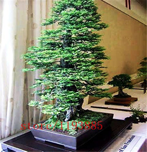 100pcs / bag Sequoia rossa Semi Sequoia sempervirens Albero dei bonsai, semi di albero, piante Decorazione per il giardino di casa