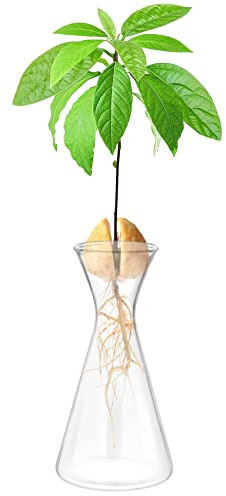 Haoideo Avocado-Samen-Samen-Vase, Pflanzgefäß, Glas, Avocado, Baum, Pflanzvase, Set, Innenbereich, Heimdekoration, Hydrokultur, Tisch-Blumentopf für Pflanzenliebhaber