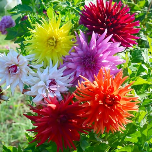 5 Zwiebeln (Knollen) der Cactus Dahlie 50 cm Mischung | Blumenzwiebeln von den besten niederländischen Züchtern | Exklusive Auswahl und Qualitätskontrolle