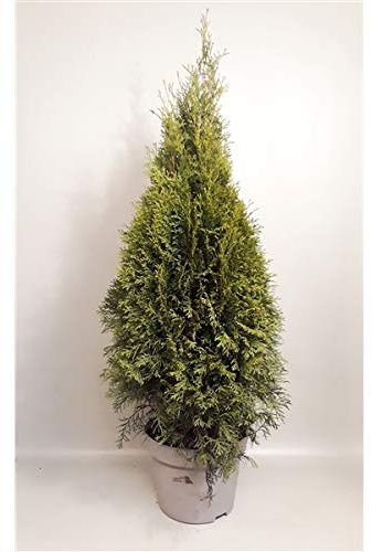 Thuja occidentalis Smaragd 100-120 cm – Immergrüne Heckenpflanze, Smaragd Lebensbaum, winterhart, schnittverträglich, dichter Sichtschutz, ideal für Garten & Vorgarten, Gesamthöhe inkl. Topf