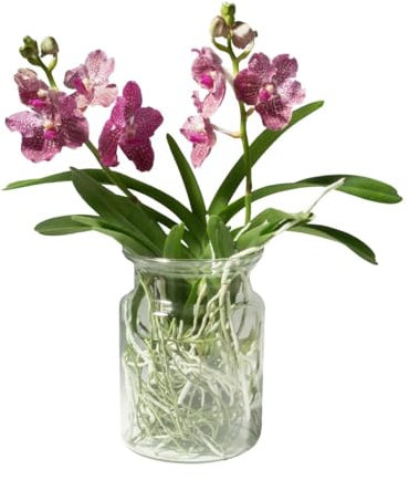 FLOB Orchidea Vanda in Vaso di Vetro 45 cm Porpora Vanda