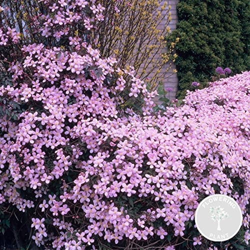 Clematis Montana Var. 'Rubens' – Waldrebe – Schlingpflanze – Blüten – ⌀15 cm – 60-70 cm