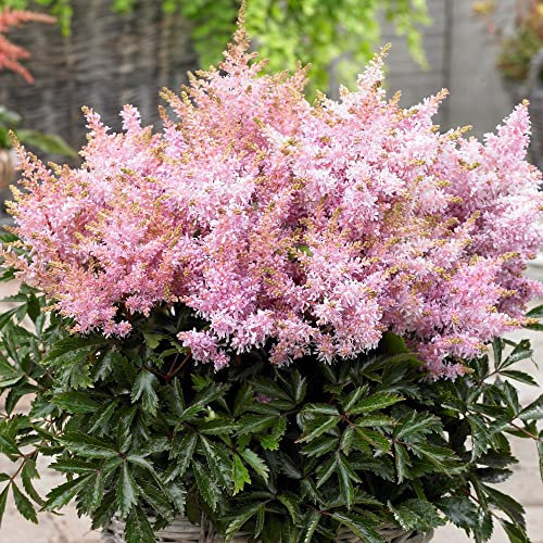 Astilbe Short 'n' Sweet Sugarberry | Garden Ready Herbaceous Perennial Plants | Light Pink Flowering Outdoor Potted Plant for Borders, Flower Beds and Pots (9cm Pot, 10-20cm)