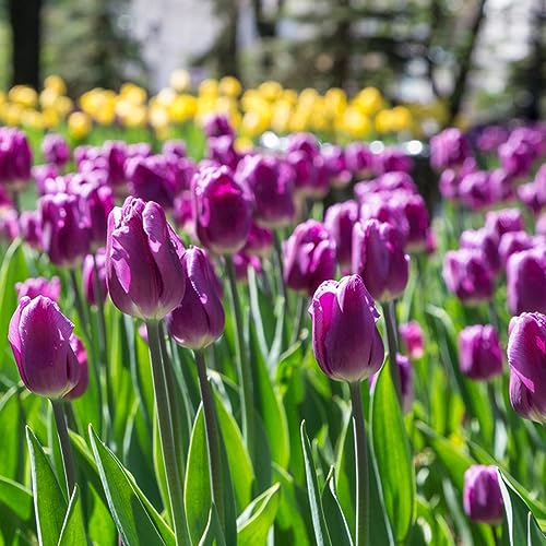2 pcs tulpenzwiebeln bio - praktische geschenke frühlingsblumen tulpenzwiebel,tulpen zwiebeln winterhart mehrjährig, pflanztopf zimmerbonsai bonsai blumenzwiebel balkon deko winterfeste