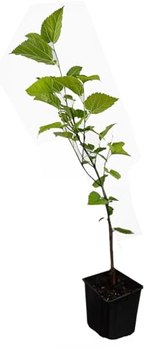 Seedeo® Roter Maulbeerbaum (Morus ruba) ca. 30 cm - 40 cm