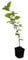 Seedeo® Roter Maulbeerbaum (Morus ruba) ca. 30 cm - 40 cm