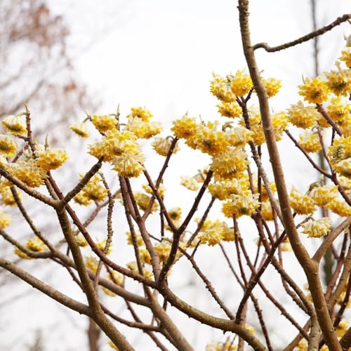 Edgeworthia - garten pflanzensamen Edgeworthia chrysantha - seltene stauden winterhart mehrjährig blühende sträucher winterhart exotische blumensamen 80Samen