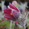 Blumixx Stauden Pulsatilla vulgaris 'Rote Glocke' – Rote Küchenschelle winterhart, bienenfreundlich, Frühblüher für Beet & Steingarten, mehrjährig, pflegeleicht
