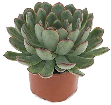 Echeveria Pulidonis Cactus en Maceta 12cm Planta Crasa Suculenta Natural