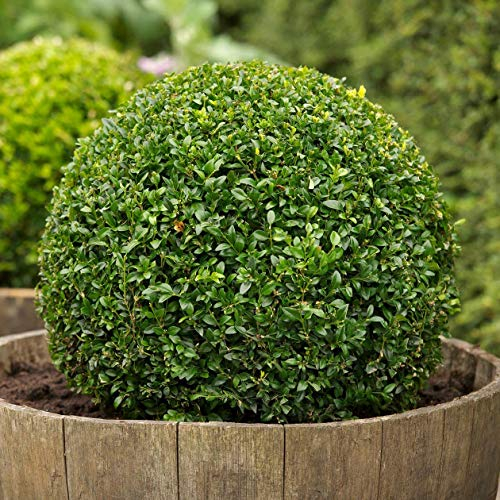 25 Semillas de Buxus Sempervirens (Boj) Verde