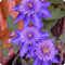 Clematis zwiebeln,winterharte mehrjährig pflanzen,clematis winterhart pflanzen,clematis winterhart immergrün,clematis onion,clematis waldrebe,clematis hellblau,umwelt verschönern.-10zwiebeln-J
