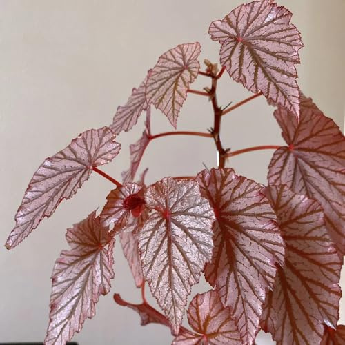 semillas de begonia Variedades antiguas resistentes Decoraciones 550pcs