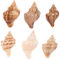 SUPVOX 6 Pièces Coquille De Conque Petites Coquilles De Bernard-l'ermite Coquillage Coquilles De Crabe Déco Plage Conques Coquilles Pour Bernard-l'ermite Conque De Mer Naturelle