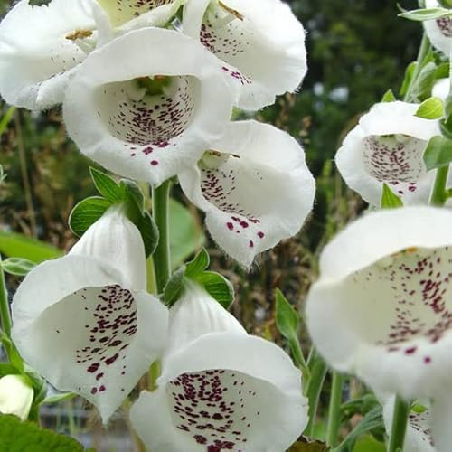 6 x Fingerhut Alba - Digitalis Purpurea 'Alba' Topf 9x9cm: Weiße Blüten, schattentolerant, perfekt für naturnahe Gärten.