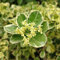 100 pcs Spindelstrauch Winterhart Samen, grünpflanzen, gartendeko für draußen Buxus sinica, Euonymus japonicus, winterharte kübelpflanzen, deko blumen balkonpflanzen, bonsai tree bonsai