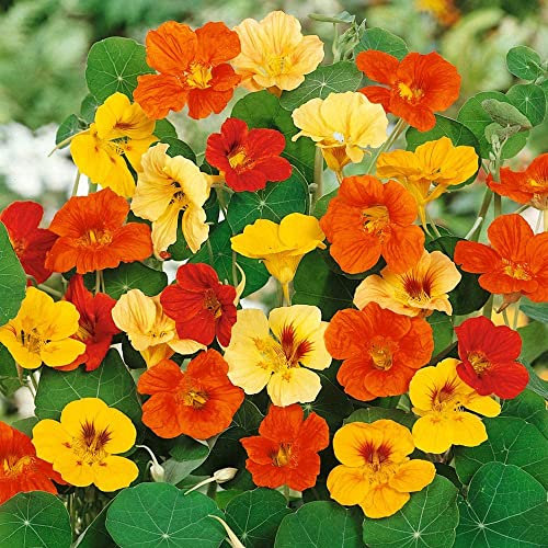 Nasturtium Trailing Mixed Seeds – Hardy Annual – Attracts Bees & Butterflies – for Trellis, Hanging Baskets & Window Boxes - for Your Beautiful Garden