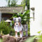 Kleiner Australischer Schäferhund Hund Blumentopf Geschenke Pflanzkübel PVC Rechteckig Blumentöpfe Tier für Den Planzenkübel,Innengarten Sukkulenten Pflanzgefäße S Australian Shepherd