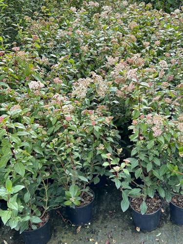 Viburno tino Viburnum tinus lentaggine pianta da siepe sempreverde in vaso 2 litri h. 70/90 cm Vivaio di Castelletto