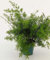 10 Samen von Asparagus Fern D4535 (Sprengeri)