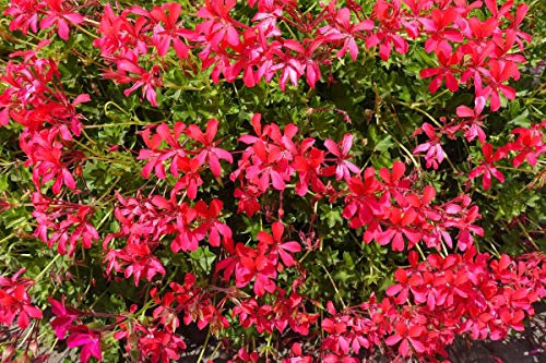 9 GERANI PARIGINI - PIANTE VERE (COLORE ROSSO) FIORITE- PIANTE DI GRANDI DIMENSIONI