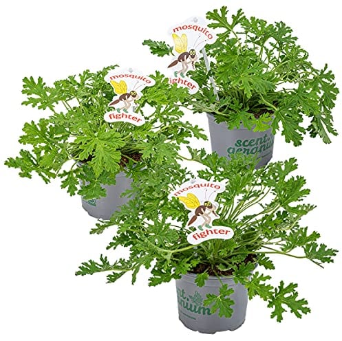 Bloomique - Set di 3 - Pelargonium Graveolens - Geranio limone - Antizanzare - Profumo - Piante da giardino - Altezza 15-30 cm - Vaso 10,5 cm