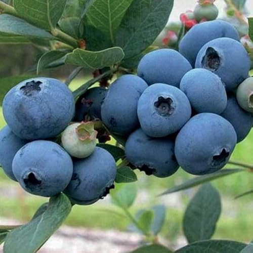 Myrtille Précoce Spartan 1L - Plante de Jardin, Arbres fruitiers - la Décoration Parfaite pour Votre Propriété - Pour les Débutants et les Jardiniers Professionnels