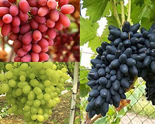 3 VARIETA' UVA DA TAVOLA NERA,ROSA,BIANCA SENZA SEMI,RESISTENTI, GRANO CROCCANTE