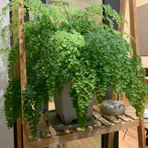 200 pcs frauenhaarfarn samen - Adiantum capillus - bodendecker pflanzen winterhart farn zimmerpflanze, hängepflanze deko pflanzen, luftreinigende zimmerpflanzen, grünpflanzen bonsai samen