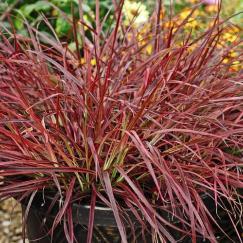 Pennisetum x advena 'Fireworks' - Colourful Ornamental Grass, Hardy Perennial for Patio Pots, Red and Green Foliage, Spectacular Purple Flowers – 2X 9cm Potted Plant by Thompson & Morgan