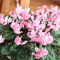 semi di ciclamino da esterno - ciclamino - fiore primaverile, semi di fiori selvatici fiori decorativi resistenti da balcone semi di bonsai per aiuole rialzate piante in vaso 90pcs