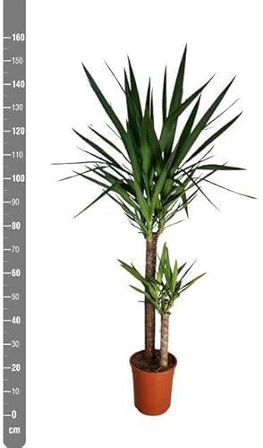 Planta Natural Yucca, 140 cm