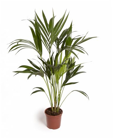 Cool Green - Plantas naturales interior - Kentia Mediana | Decoracion hogar