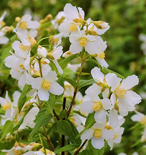 Duftjasmin Erectus 80-100cm - Philadelphus - lebende Gartenpflanze aus den Baumschulen