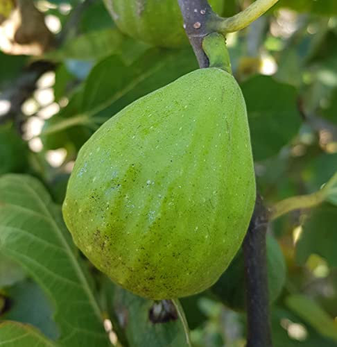 Ficus carica 'Madeleine Blanche' / Figuier 'Madeleine Blanche' / Conteneur de 7 à 10 litres/Touffe