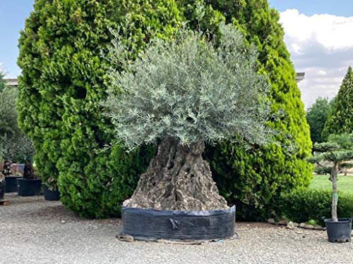 Ulivo Olivo Olea Europea Bonsai 275-300 cm