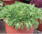100 Seeds of Vegetable Endive Frenzy