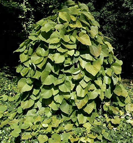 Pfeifenwinde 60-80cm - Aristolochia macrophylla - lebende Gartenpflanze aus den Baumschulen