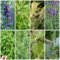 50 Pcs Ysop Pflanze Samen - Balkon Kräutergarten, Zimmerpflanzen Samen Ysop Samen, Kräutergarten Indoor, Deko Wohnzimmer, Frühlingsblumen Samen Kräuter, Steingartenpflanzen Winterhart