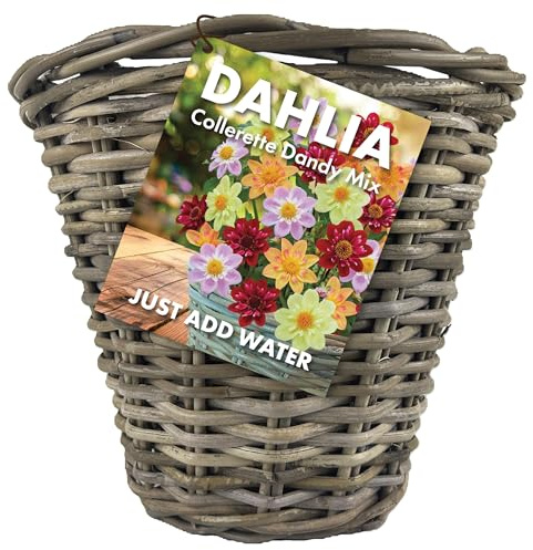 Dahlia Flowers - Collerette Dandy Mix - Summer Bulbs for Planting Now - Pre Planted Wicker Basket (1Bulb) - Just add Water