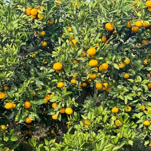 orangenbaum samen - obstbaum balkon hochbeet orangenbaum balkonpflanzen winterhart obst baum samen obstbaum pflanzendeko bonsai samen büropflanzen pflanztopf dachbegrünung exotische 100pcs