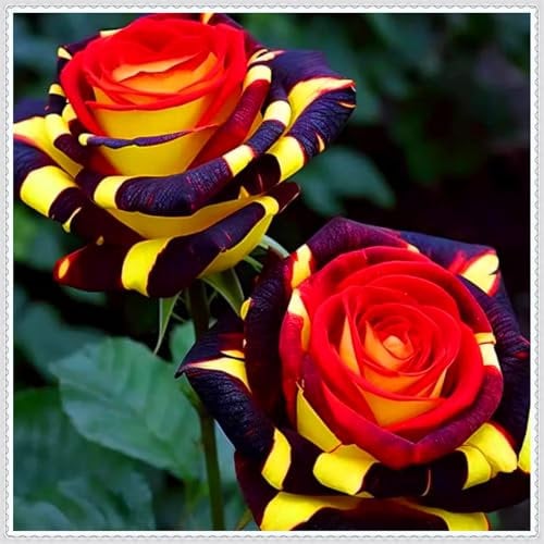 Farbenfrohe Rosen, Premium-Sorten - mehrjährig, hochwertige Zwiebeln, geeignet für die Innen- und Gartendekoration-1 zwiebel-C