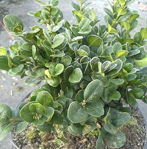 Buchsbaum Rotundifolia 25-30cm - Buxus sempervirens - Gartenpflanze