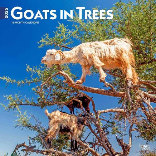 Goats in Trees 2025 12 X 24 Inch Monthly Square Wall Calendar Plastic-Free