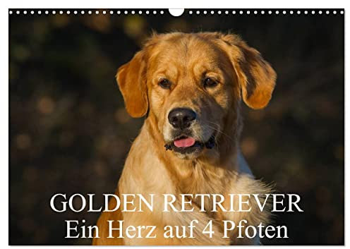 Golden Retriever - Ein Herz auf 4 Pfoten (Wandkalender 2025 DIN A3 quer), CALVENDO Monatskalender: Golden Retriever auf 13 wunderschönen Fotos durch alle Jahreszeiten (CALVENDO Tiere)