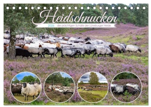 Heidschnucken, die prächtigen Schafe der Lüneburger Heide (Tischkalender 2026 DIN A5 quer), CALVENDO Monatskalender: Diese Tiere sind unentbehrlich für den Erhalt der Heideflächen. (CALVENDO Tiere)