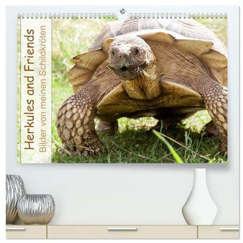Herkules and Friends (hochwertiger Premium Wandkalender 2026 DIN A2 quer), Kunstdruck in Hochglanz: Verscheidene Arten von an Land lebenden Schildkröten. (CALVENDO Tiere)
