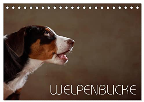 Welpenblicke (Tischkalender 2026 DIN A5 quer), CALVENDO Monatskalender: Welpenblicke mit der Kamera eingefangen (CALVENDO Tiere)